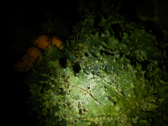 Corythoichthys haematopterus