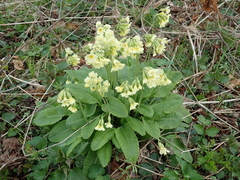 Primula elatior