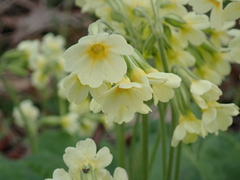 Primula elatior