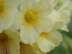 Primula elatior
