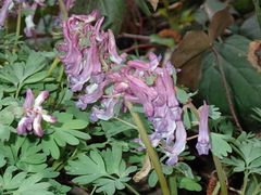 Corydalis solida