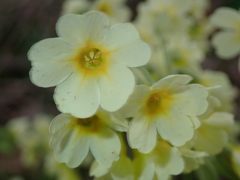 Primula elatior