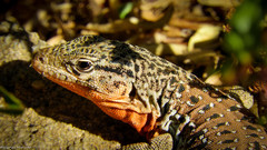 Callopistes maculatus