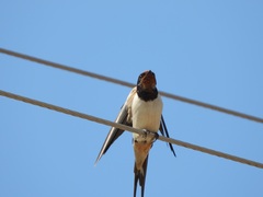 Hirundo rustica