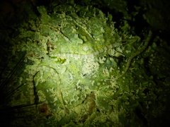 Corythoichthys haematopterus