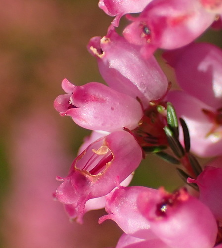 Image of Erica Gracilis (Erica gracilis) by (c) Nicola van Berkel, some rights reserved (CC BY-SA)