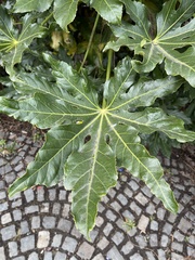 Fatsia