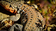 Callopistes maculatus