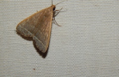 Simplicia extinctalis