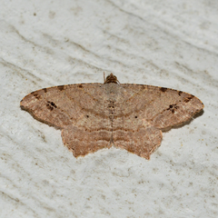 Macaria aequiferaria