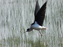 Himantopus himantopus