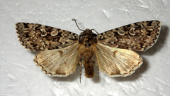 Xestia speciosa