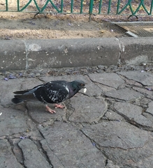 Columba livia