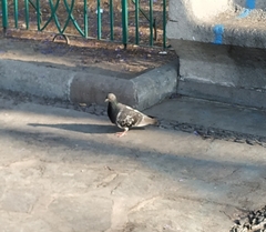 Columba livia
