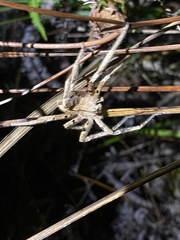 Heteropoda pingtungensis