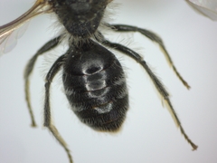 Andrena