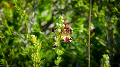 Sphex latreillei