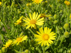 Senecio selloi