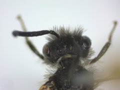 Andrena