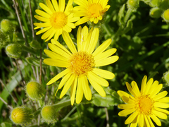 Senecio selloi