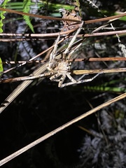 Heteropoda pingtungensis