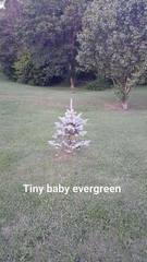 Antennaria suffrutescens