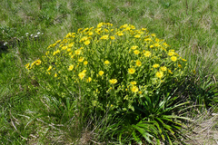 Senecio selloi