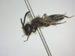 Andrena