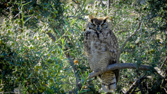 Bubo virginianus magellanicus