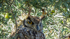 Bubo virginianus magellanicus