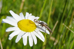 Psorophora holmbergi