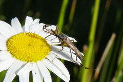 Psorophora holmbergi