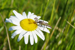 Psorophora holmbergi