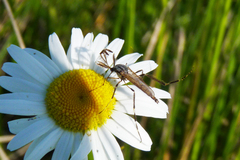 Psorophora holmbergi