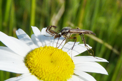 Psorophora holmbergi