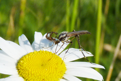 Psorophora holmbergi