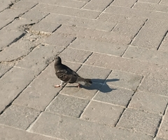 Columba livia