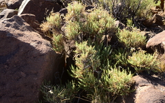 Pelargonium tragacanthoides