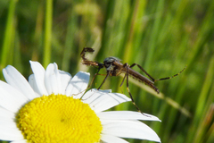 Psorophora holmbergi