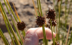 Afroscirpoides dioeca