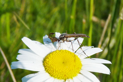 Psorophora holmbergi
