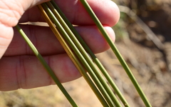 Afroscirpoides dioeca