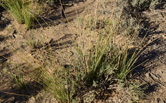 Afroscirpoides dioeca