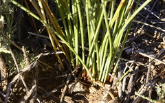 Afroscirpoides dioeca