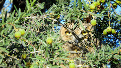 Bubo virginianus magellanicus
