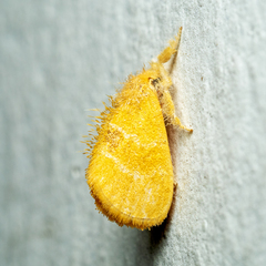 Euproctis singapura