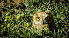Bubo virginianus magellanicus