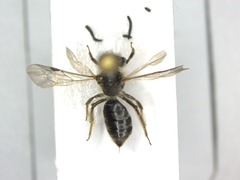 Andrena