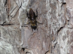 Laphria affinis