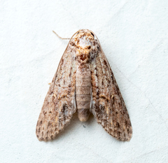Stictopterinae